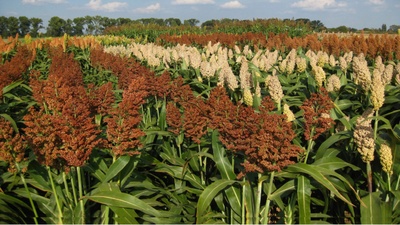 Für die Anpassung der Landwirtschaft an den Klimawandel wird an der JLU im neuen internationalen Graduiertenkolleg „Accelerating Crop Genetic Gain“ mit modernen Züchtungsmethoden Sorghum als alternative Kulturart gezüchtet. Das Bild zeigt den Sorghum-Zuchtgarten der Landwirtschaftliche Lehr- und Forschungseinrichtung (LFE) der JLU in Groß-Gerau. –  Foto: Dr. Steffen Windpassinger