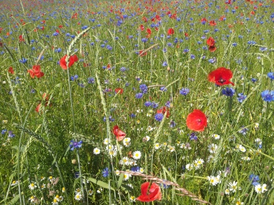 Bio-Acker mit Klatschmohn, Kornblume, Acker-Hundskamille, Echter Kamille, Acker-Fuchsschwanz und weiteren Ackerwildkrautarten im Landkreis Marburg-Biedenkopf. Foto: Rainer Waldhardt