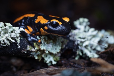 Feuersalamander Ein Feuersalamander auf einer Flechte.