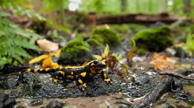 Ein Feuersalamander auf dem Waldboden.