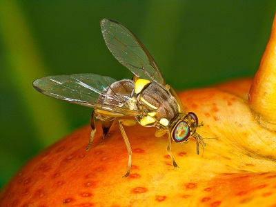 Die Pfirsichfruchtfliege Bactrocera zonata. Foto: A. Franck, CIRAD UMR PVBMT