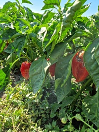 Nicht mehr zu vermarkten, aber trotzdem mehr als Abfall: Mit Pflanzenkrankheiten befallene Paprika können beispielsweise zur Energieerzeugung genutzt werden. Foto: Rainer Waldhardt