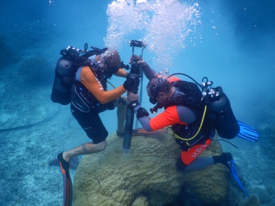 Two divers drill into a coral underwater using a special drill.