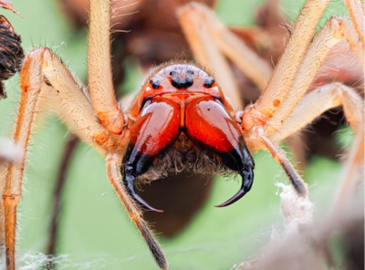 Eine Nahaufnahme der Spinne zeigt ihren roten Kopf und die Mundwerkzeuge.