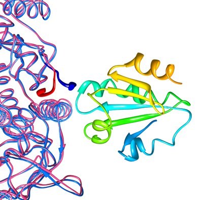 3-D-Struktur eines Enzym-Substrat-Komplexes kann bei Suche nach neuen Krebsmedikamenten helfen