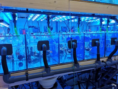 Experimental setup at Justus Liebig University Giessen: The corals were exposed to various microparticles in aquariums for eight weeks. Photo: Jessica Reichert