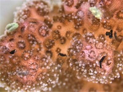 Die Pfötchenkoralle Pocillopora verrucosa interagiert mit den untersuchten Partikeln. Foto: Elisabeth Wörner