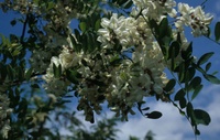 It has spread from North America to many regions of the world, where it changes forests: the robinia. Photo: Franz Essl