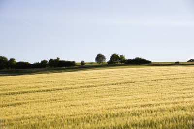 Eine vielfältige Landschaft beherbergt eine vielfältigere Tier- und Pflanzenwelt: Dieses Ackerland grenzt zum Beispiel an Wiesen mit Büschen und Bäumen. Solche naturnahen Bereiche bieten Nahrung, Schutz und Nistplätze. Foto: Mareike Oponczewski