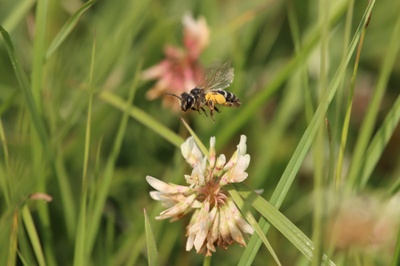 Die biologische Vielfalt in Agrarökosystemen profitiert von einer vielfältigen Umgebung mit einer hohen Zahl an Feldfrüchten, darunter auch Bienen und andere Nützlinge wie Laufkäfer und Spinnen. Foto: Mareike Oponczewski