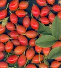 Viele rote Hagebutten.