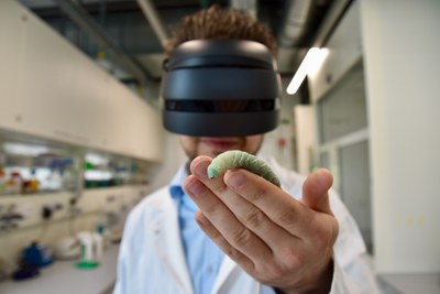 Biologe und Studienautor Dr. Jan Scherberich trägt eine VR-Brille und hält eine Tabakschwärmerlarve auf der Hand. Foto: Fraunhofer IME / Kim Weigand