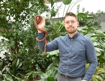 Tim im Lüddecke mit Kornnatter: Von Schlangen, Spinnen und Insekten gebildete und zum Teil noch unbekannte Naturstoffe erforscht Dr. Tim Lüddecke auf ihre Anwendungsmöglichkeiten. Foto: Désirée Schulz