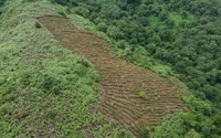 Borchardt_Community-Forestry-Usambaras-Tanzania-HP.jpg