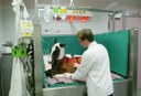 Intensive Care for a Foal