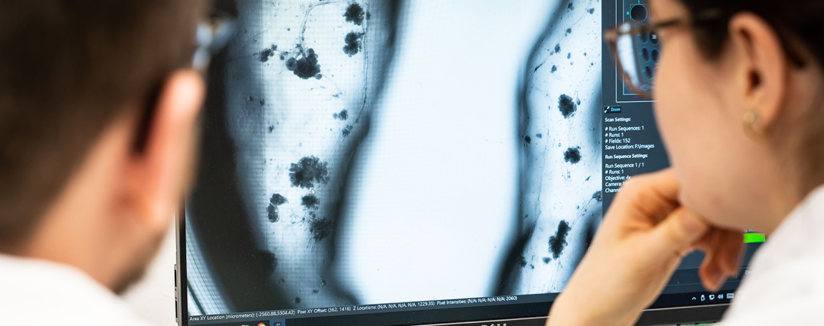 Lung research: Control of cultivated lung tissue in the Cluster of Excellence CPI (Cardio Pulmonary Institute). Image: Rolf K. Wegst