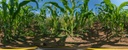 Global Food Systems B.Sc. Apply now - Photo: Till Schürmann