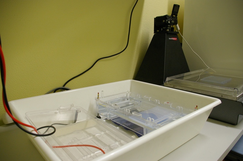gelektrophorese2