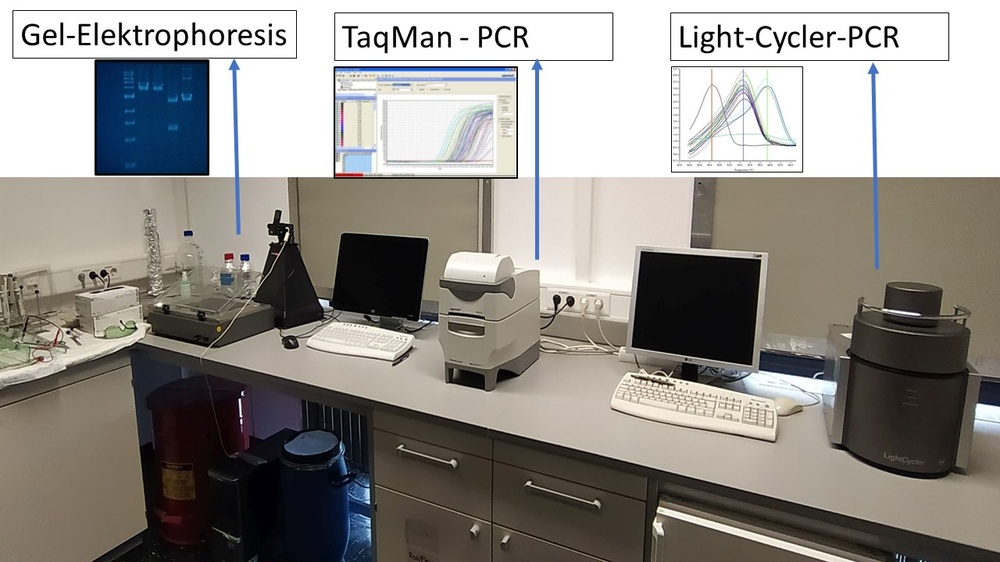 PCR