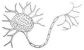 Biological Psychology