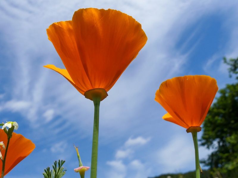 PM30-26 Kalifornischer Mohn_FotoBecker.jpg