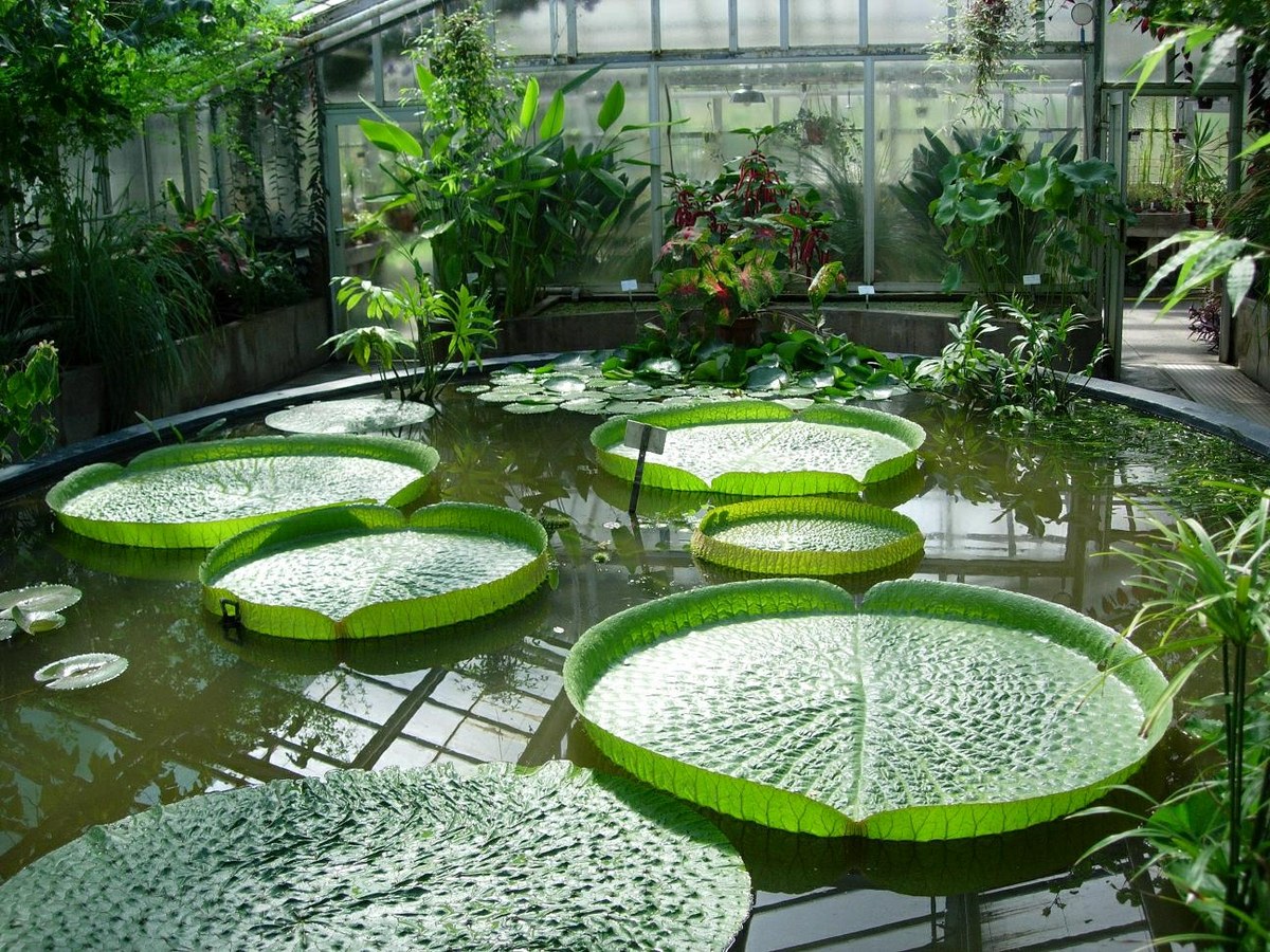 Victoria-Seerosen im Amazonashaus