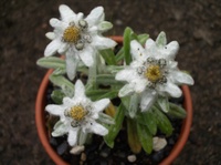 Leontopodium nivale Leontopodium nivale