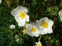 Glazialrelikte R. spin Blüten Glazialrelikte R. spin Blüten