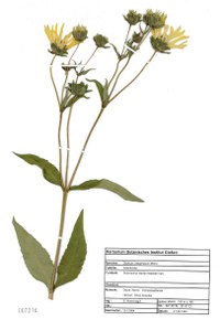 Silphium integrifolium Michx.