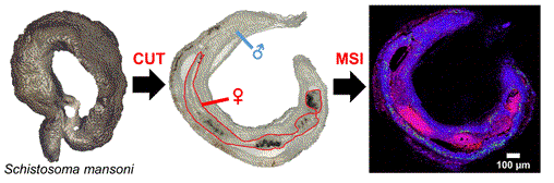 Schistosoma