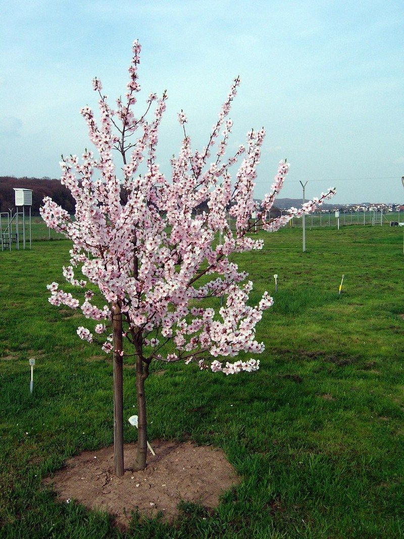 almond tree in the Phenological Garden