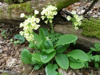 Primula_elatior_Hotes