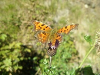 Schmetterling_groß_Hotes