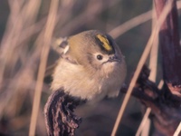 Wintergoldhähnchen_Gottschalk_3