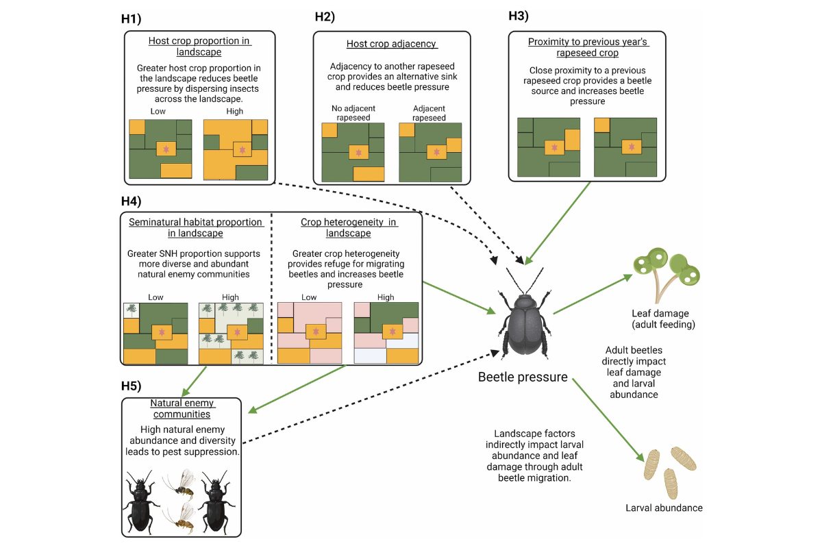 Cabbage Stem Flea Beetle Publication