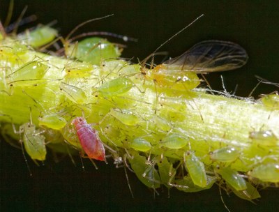 Aphids on a steam