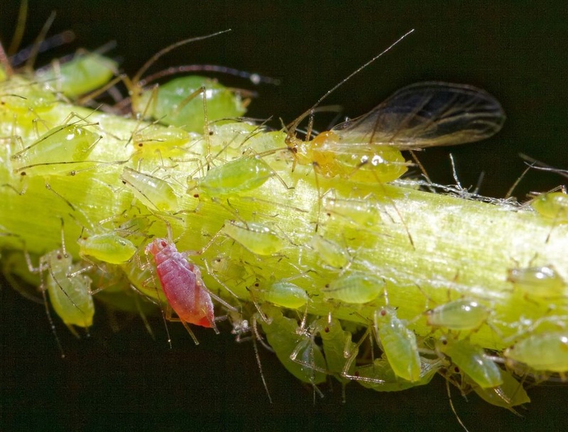 Aphids