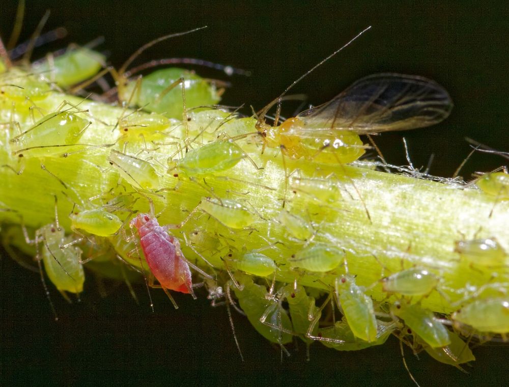 Aphids