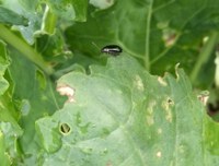 Flea beetle on a leaf