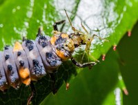 Lady beetle larvae eats an aphid