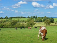 Cattle grazing in a field