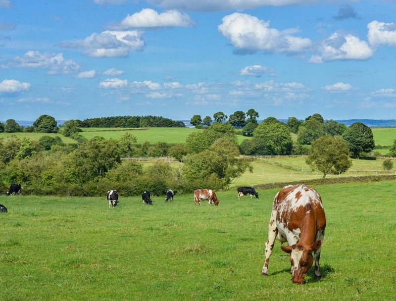 LivestockAg