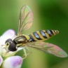 Functional ecology