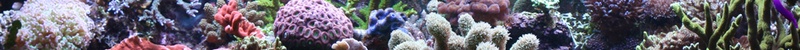 Aquarium_link