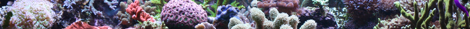 Aquarium_link