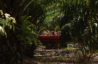 A story of Life from Palm