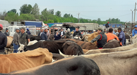 Online workshop on "Sustainable Livestock Development in Central Asia" on Friday 4 December 2020