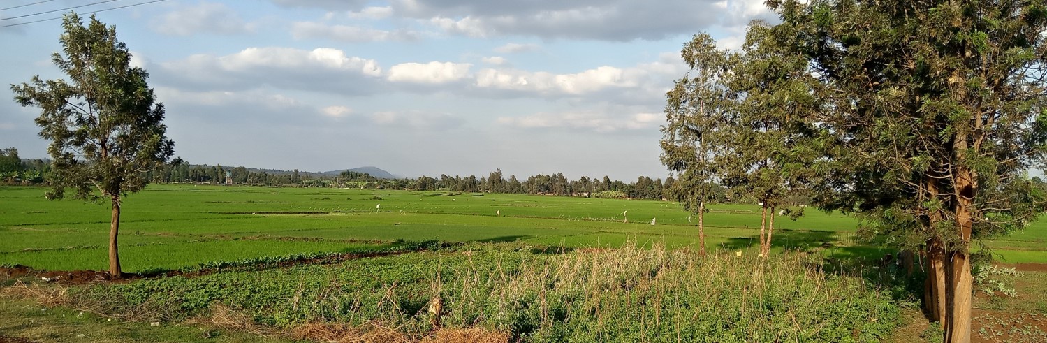 News Foundation Fiat Panis funds research on irrigation and nutrition linkages