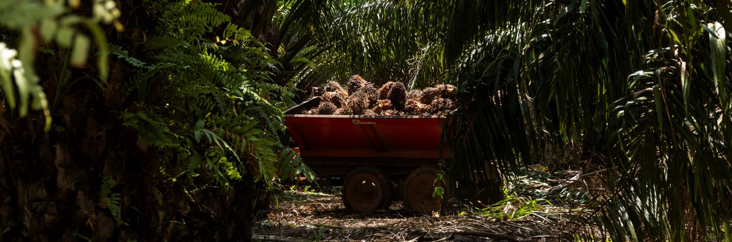 News IPPAE exhibition palm oil