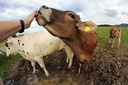 Photo cow